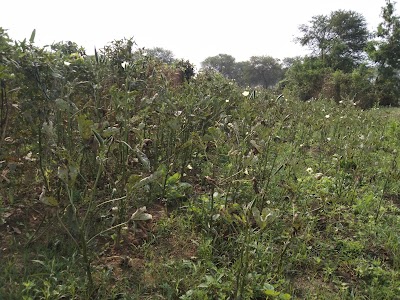Kalewa
