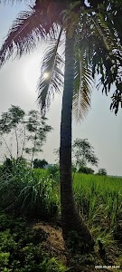 Shri Mahalaxmi Devi Temple Yaddalagudda