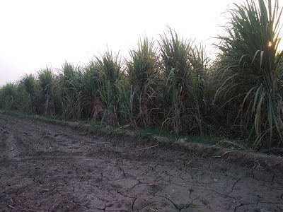 Bhadana