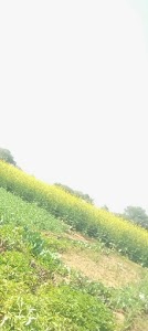 Nalawas