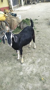 Kundargaon