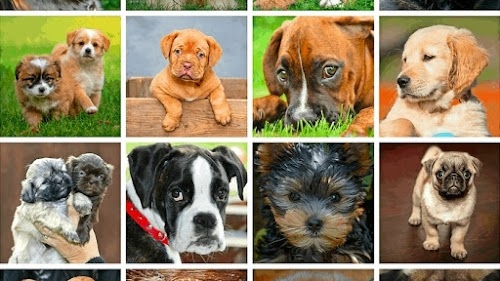DOG PET SHOP