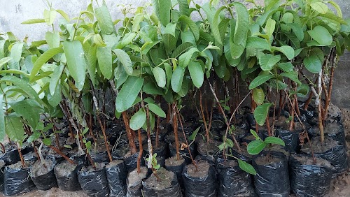Rose Guava Farm