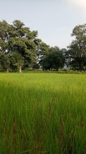 Dhelsera