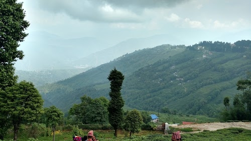 Singtam Tea Garden
