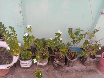 Jamapara