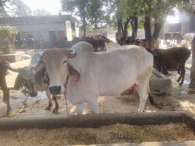 Balraja Gaushala Ballah