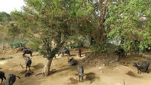 Kana Gadhvi Farm..