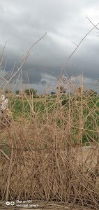Dhiraniyon Ki Dhani