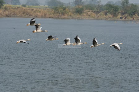 Patna Bird Sanctuary