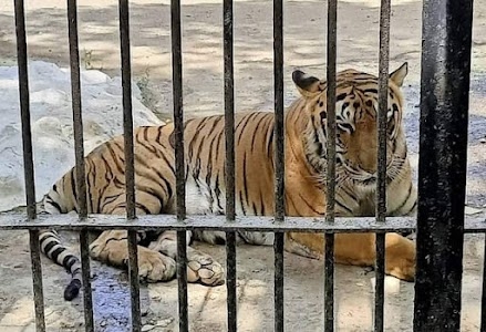 Sakkarbaug Zoological Park