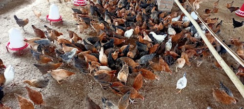 Desi murgi farm and chicks