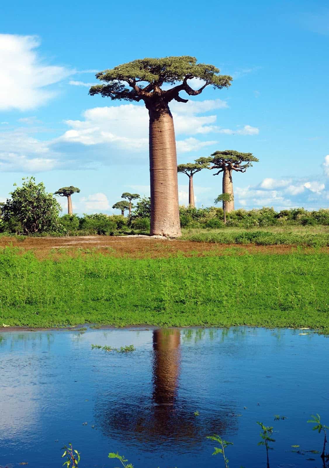 Madagascar