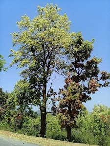 Bandgaon