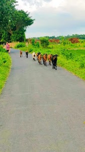 Jagatsinghpur District Hospital