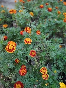 Simrahi