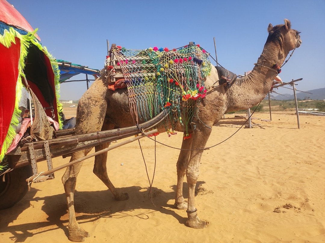 Pushkar desert