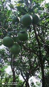 Bannagare Nursery