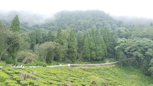Tukdah Tea Garden