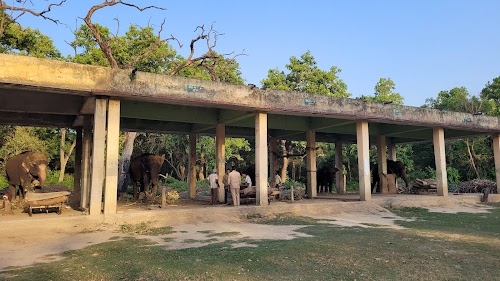 Elephant Safari, Dudhwa National Park