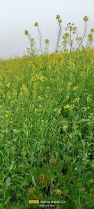 Korriya