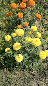 Marchawari