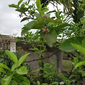 Titabor Town High School