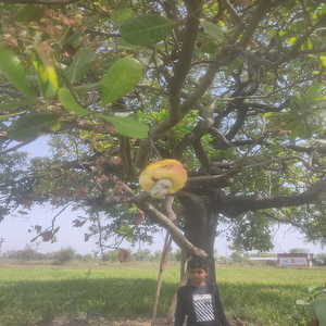 Cashew tree