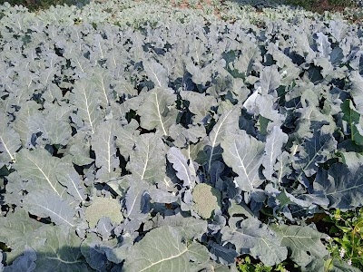 Patra Vegetables Farm