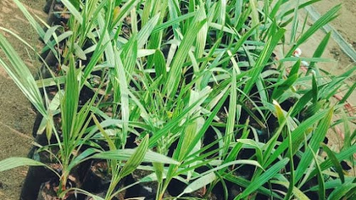 SAHYADRI DATE PALM AND AGRO SERVICES