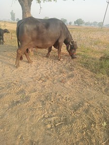 Koth Khurd