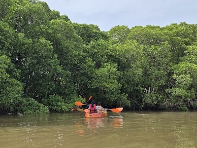 Saligrama Mangrove Kayaking Saligrama