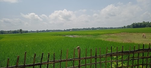 Sasoni