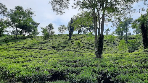 Amchong Tea Estate