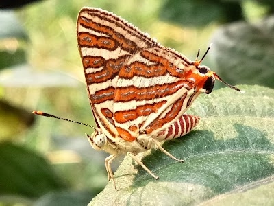 Conservation Education Centre, Delhi