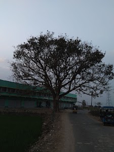 Nimgram Beluri