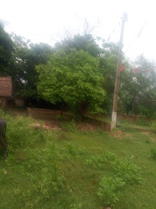 Kauwapur