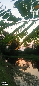 Khelua