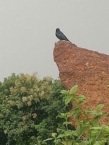 Ranjan ho