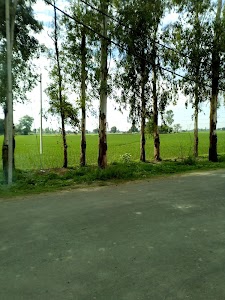 Barsat