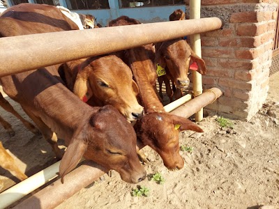 Gaushala Nagar