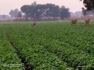 Jatin Dhangar's Farm House