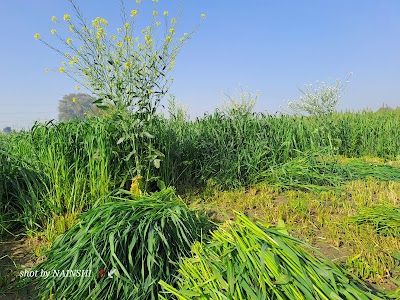 Kedar Singh Chauhan Farm House