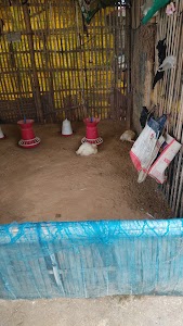 Babu chicken shop