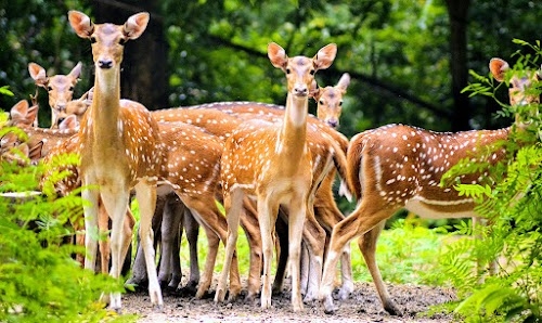 Bethuadahari Wildlife Sanctuary