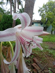 Jagat