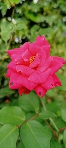 gadholi