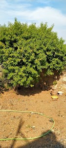 Surajkund
