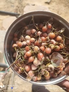 Butiya bagla