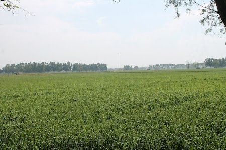 Panchat